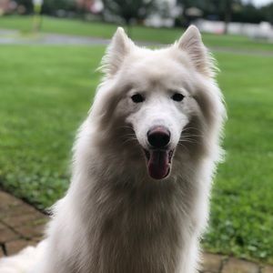 Meet your Posher, Ava